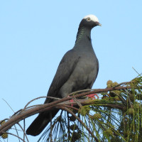 White-crowned Pigeon